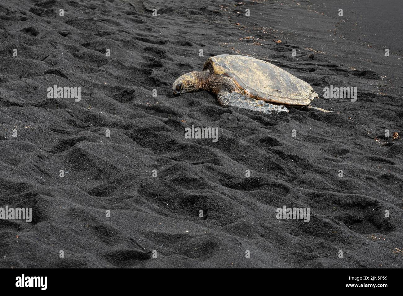 hawksbill sea turtle or eretmochelys imbricata resting on black sand beach Stock Photo