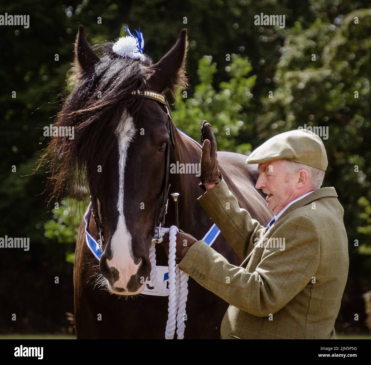 shire horse  being patted by handler Stock Photo