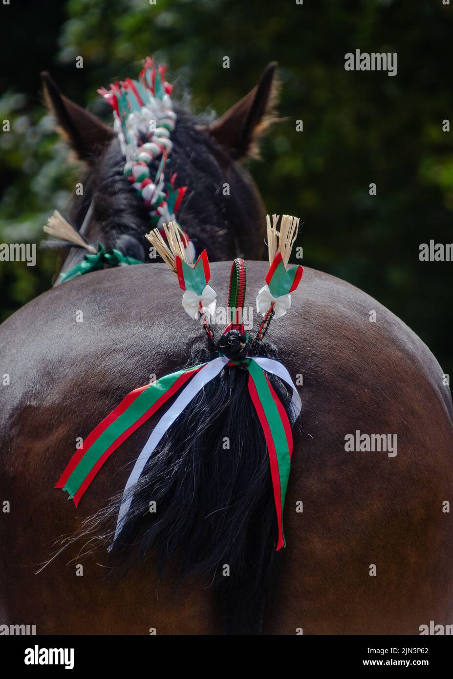 shire horse from behind Stock Photo