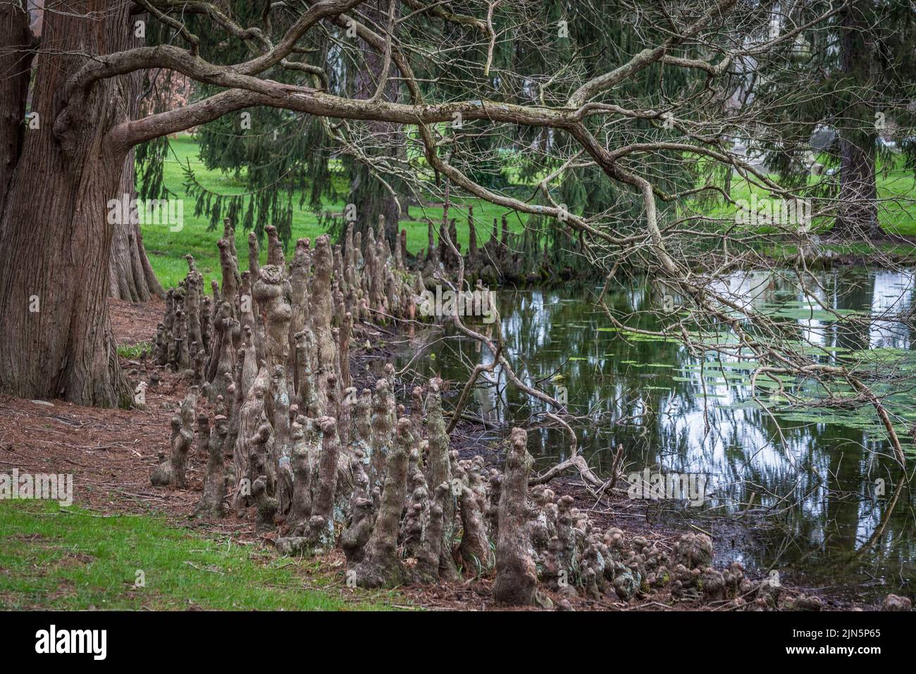 Bald Cypress Tree Knees - Spring Grove - Cincinnati Stock Photo