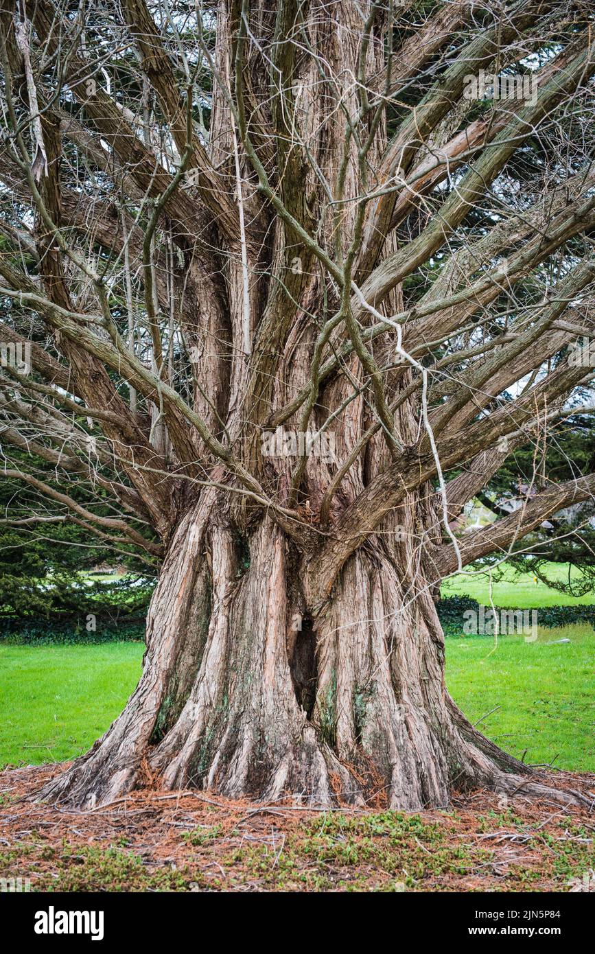 Dawn Redwood Ohio Champion Tree Cincinnati Stock Photo Alamy