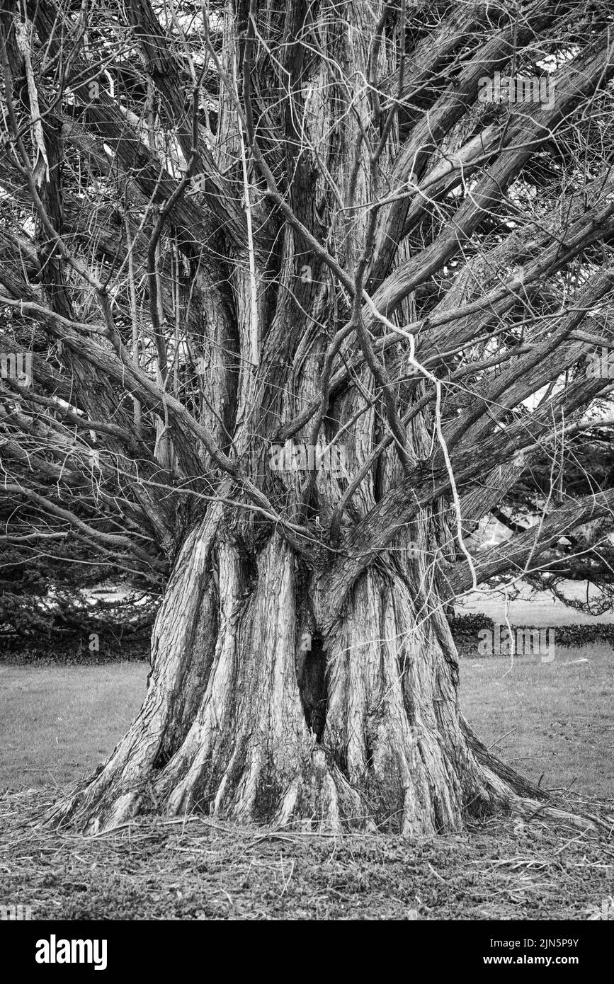 Dawn Redwood - Ohio Champion Tree - Cincinnati Stock Photo