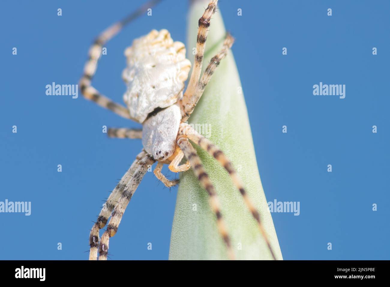 Argiope Lobada spider against the sky. Macro photo. Stock Photo