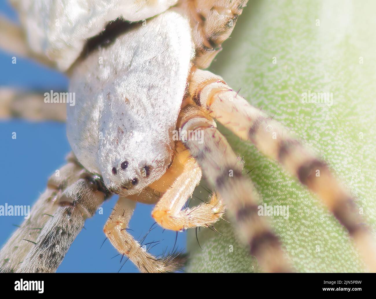 Argiope Lobada spider extreme close up. Macro photo. Stock Photo