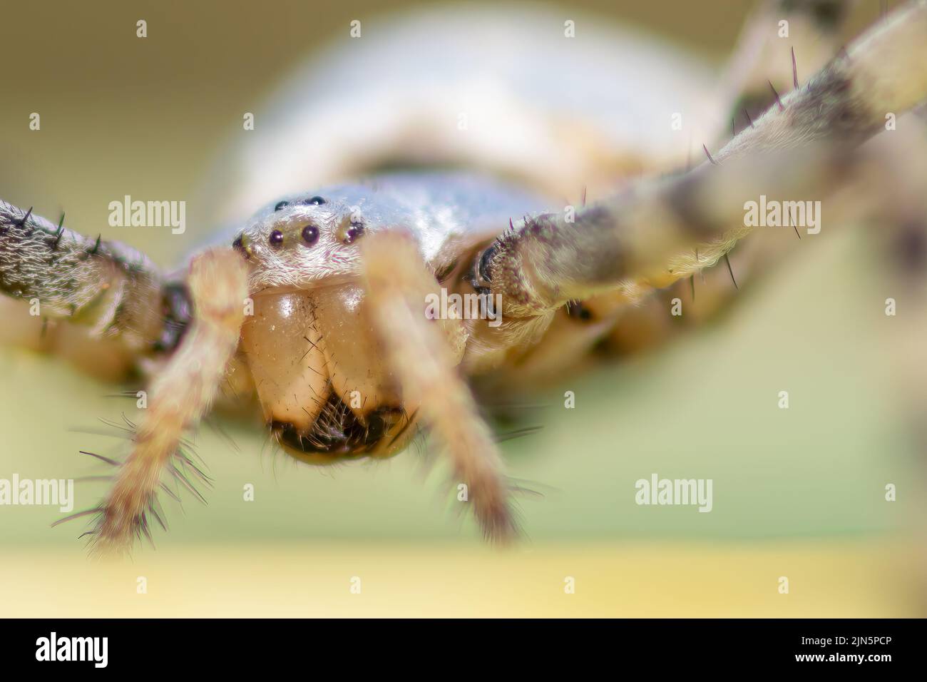 Argiope Lobada spider close up. Macro photo. Stock Photo