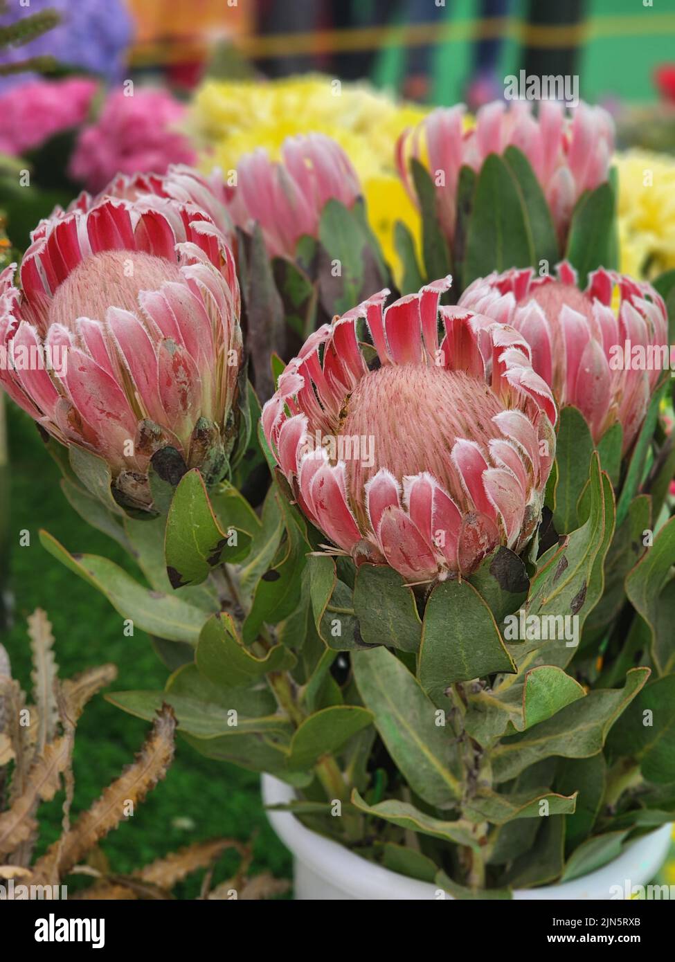 A vertical closeup of Protea dracomontana, Drakensberg sugarbush. Stock Photo