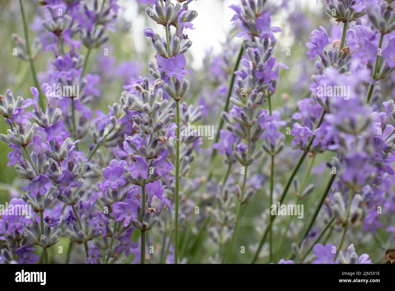 Purple Lavender flowers in the summer garden. Natural blurred floral background. Lavender field. Stock Photo