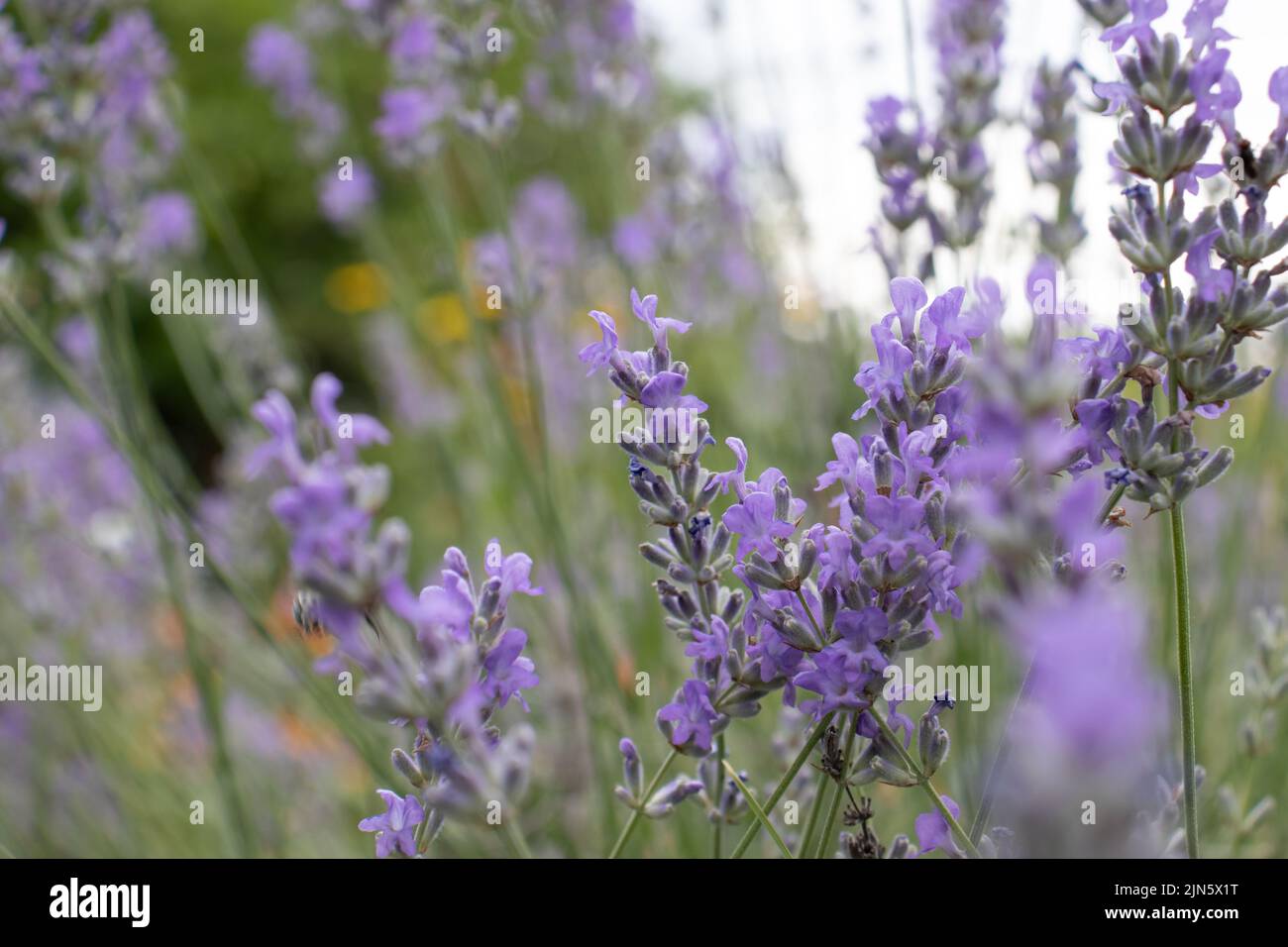 Purple Lavender flowers in the summer garden. Natural blurred floral background. Lavender field. Stock Photo