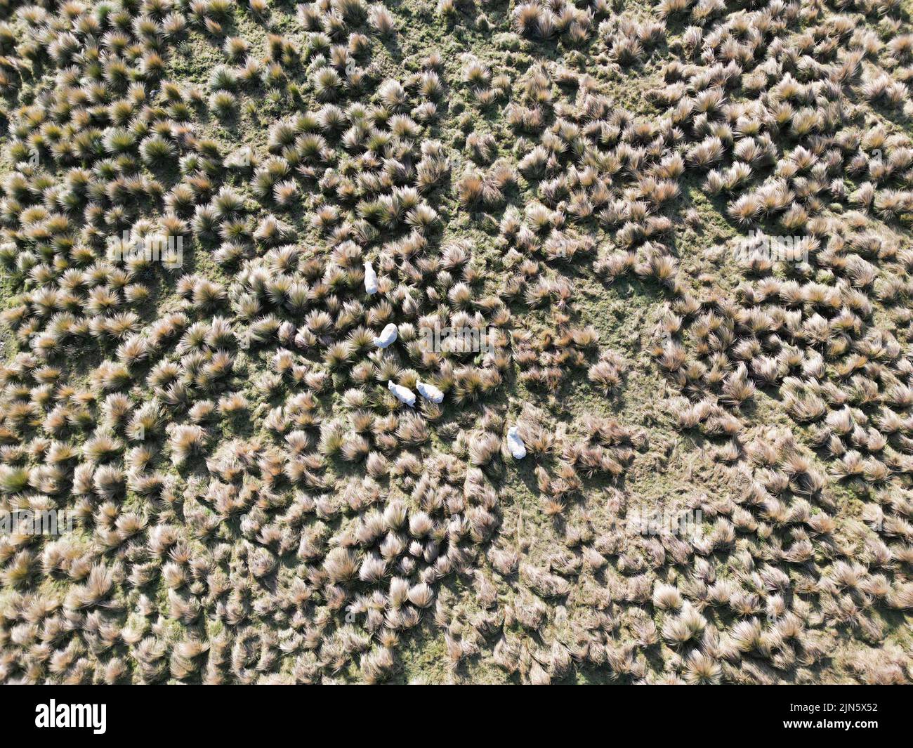 A top view of a small herd of white sheep grazing in clearing among the bushes Stock Photo