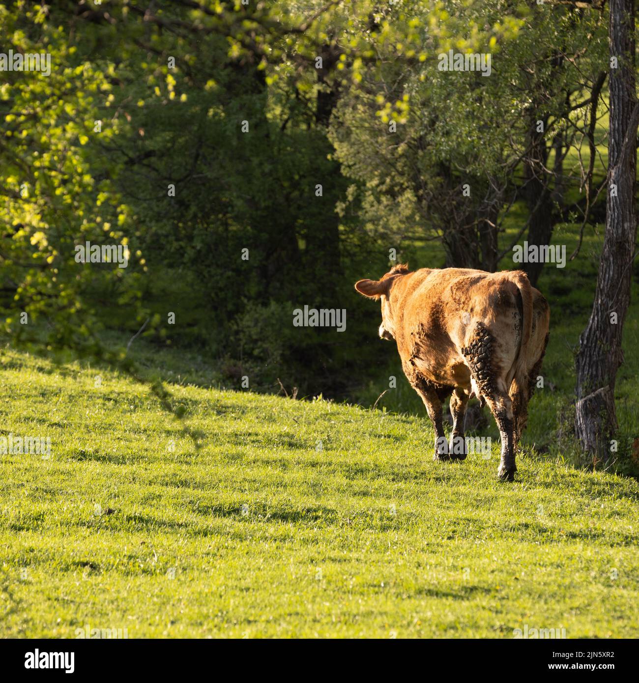 A beautiful shot of a brown cow in a green field during the day Stock ...