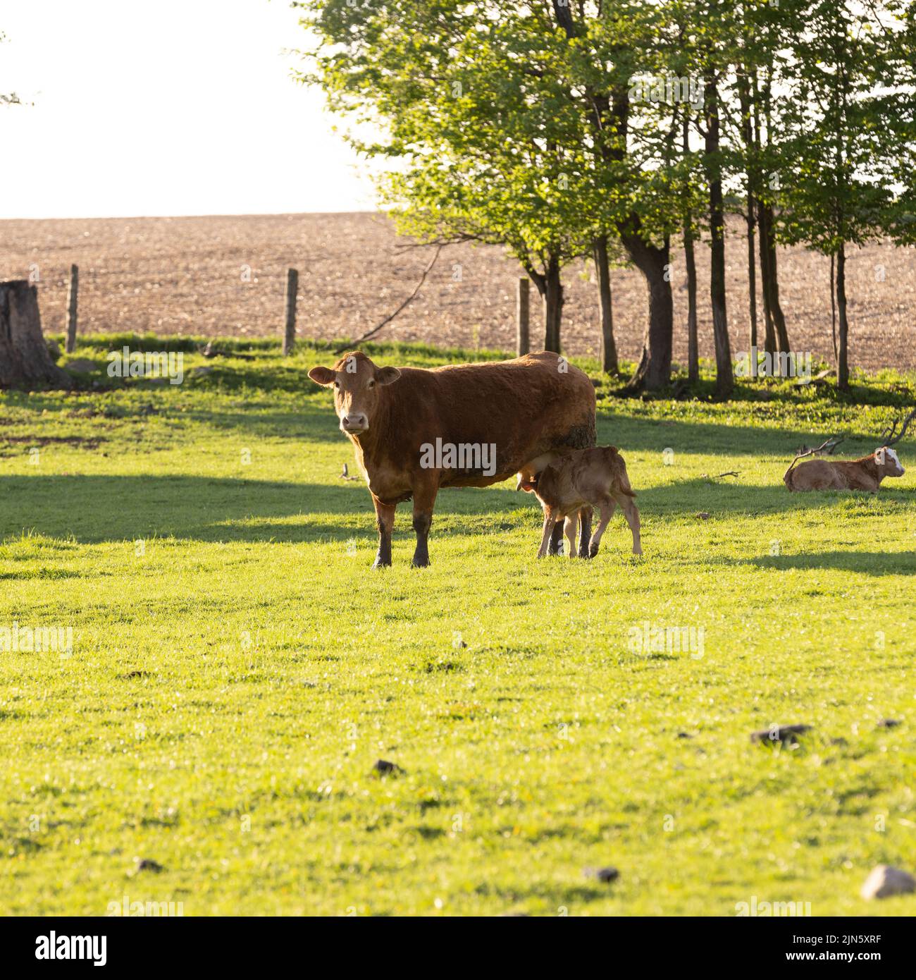 A beautiful shot of a brown cow and its calf in a green field Stock ...