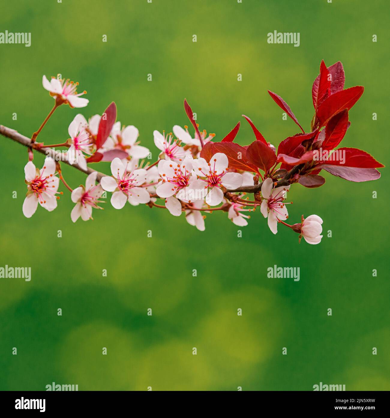 A closeup shot of cherry blossom isolated on a blurred background Stock ...