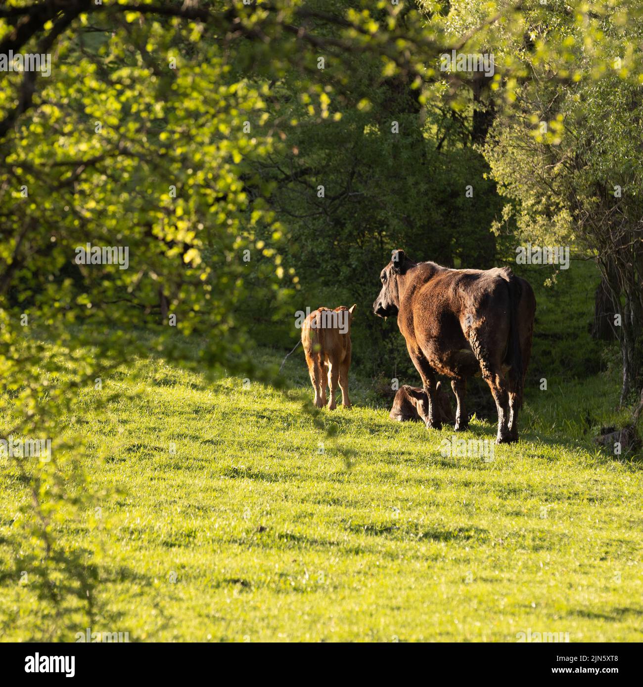 A beautiful shot of some brown cows in a green field during the day ...