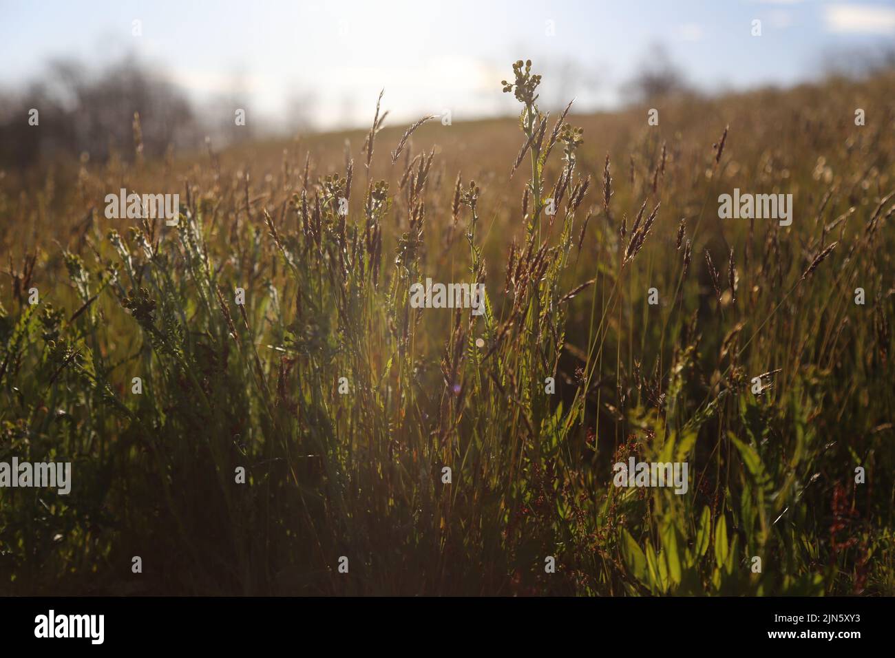 Golden tall grass hi-res stock photography and images - Alamy