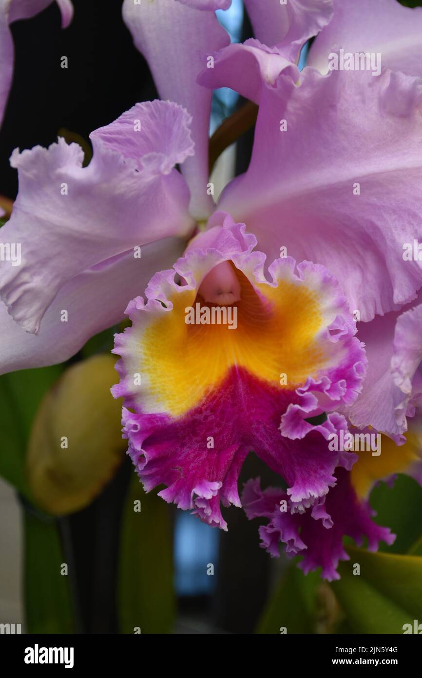 A vertical close-up shot of a Cattleya orchid Stock Photo