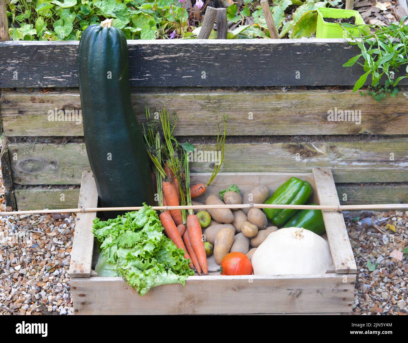 Fresh vegetables in a garden. Wood box Stock Photo - Alamy