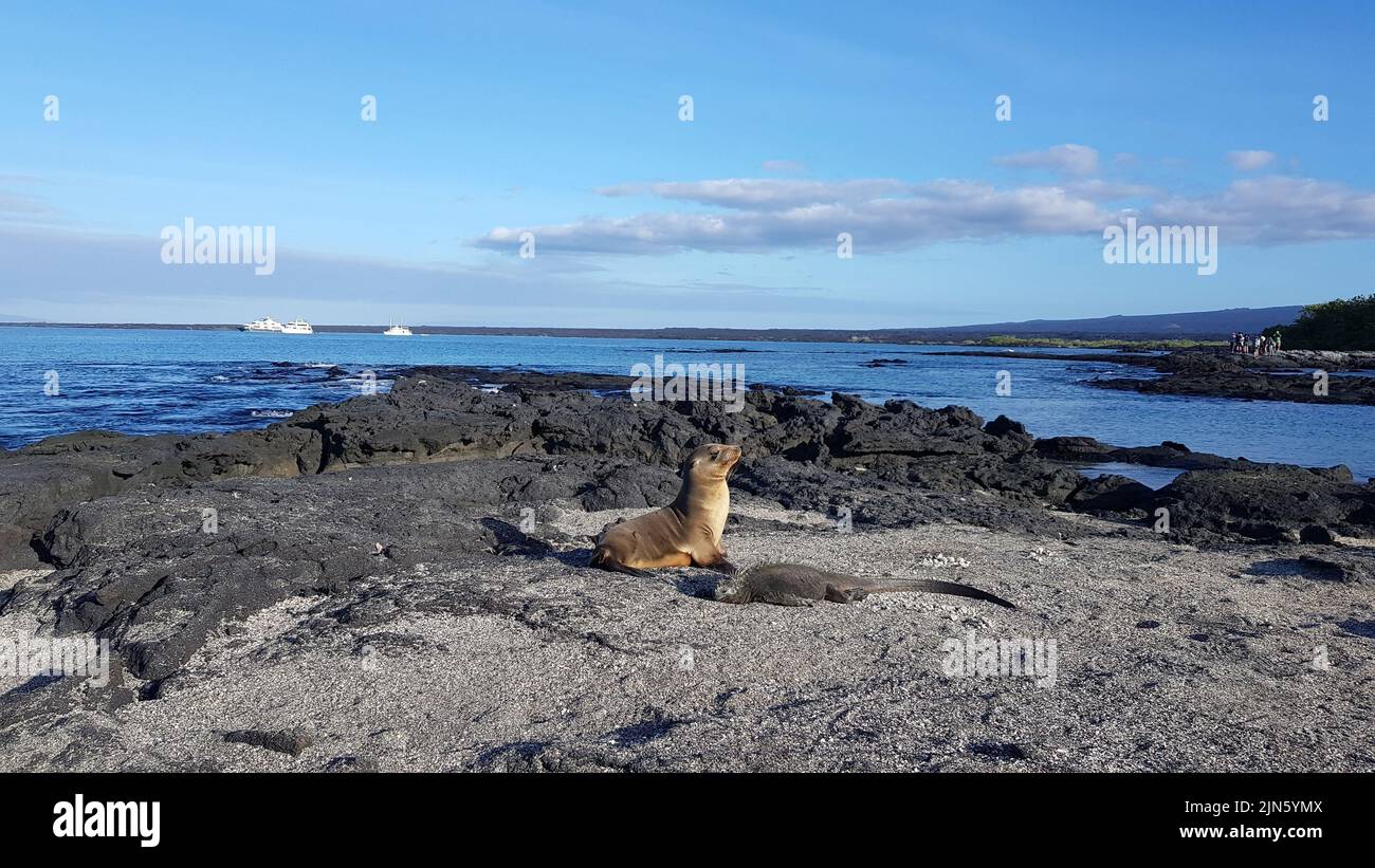 A sea lion pup and a marine iguana hanging out on black rocks in Fernandina island, Galapagos Stock Photo