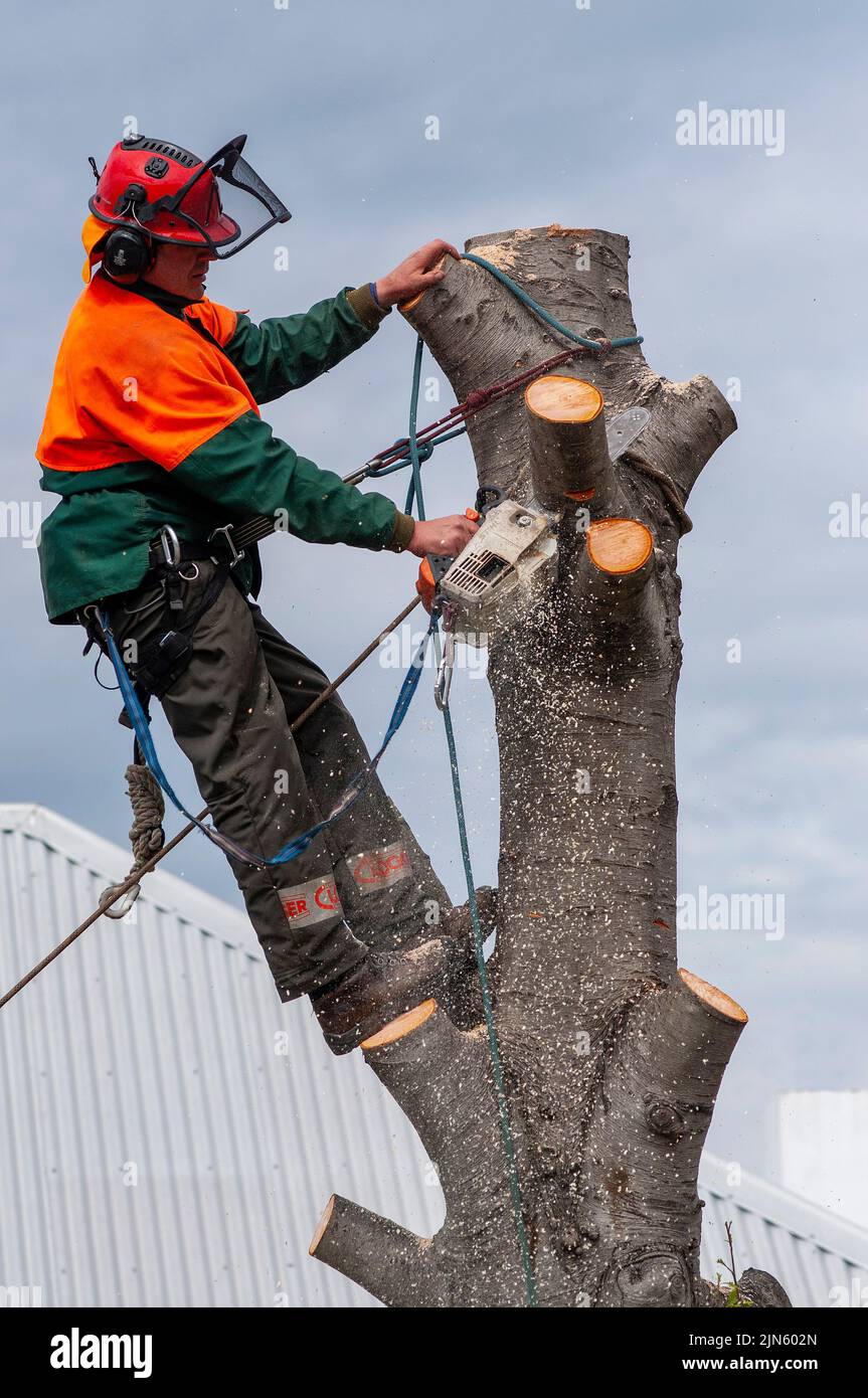 Council worker, arborist cutting down street trees with chainsaw, in Hobart, Tasmania Stock Photo