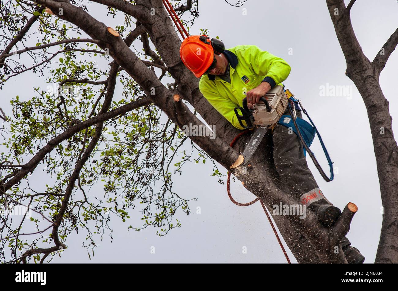 Council worker, arborist cutting down street trees with chainsaw, in