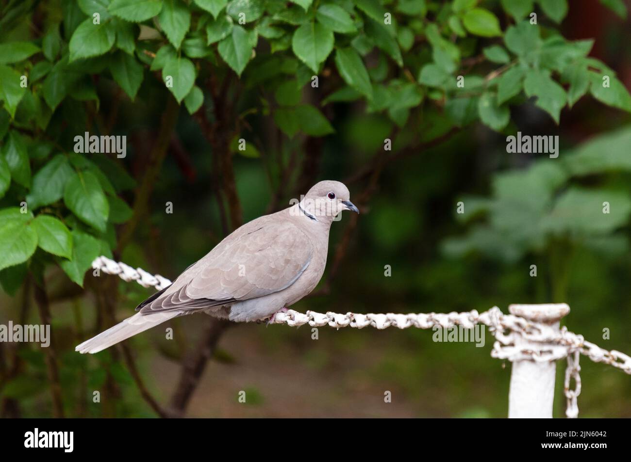 Closeup photo of a curious collared dove on a fence chain Stock Photo