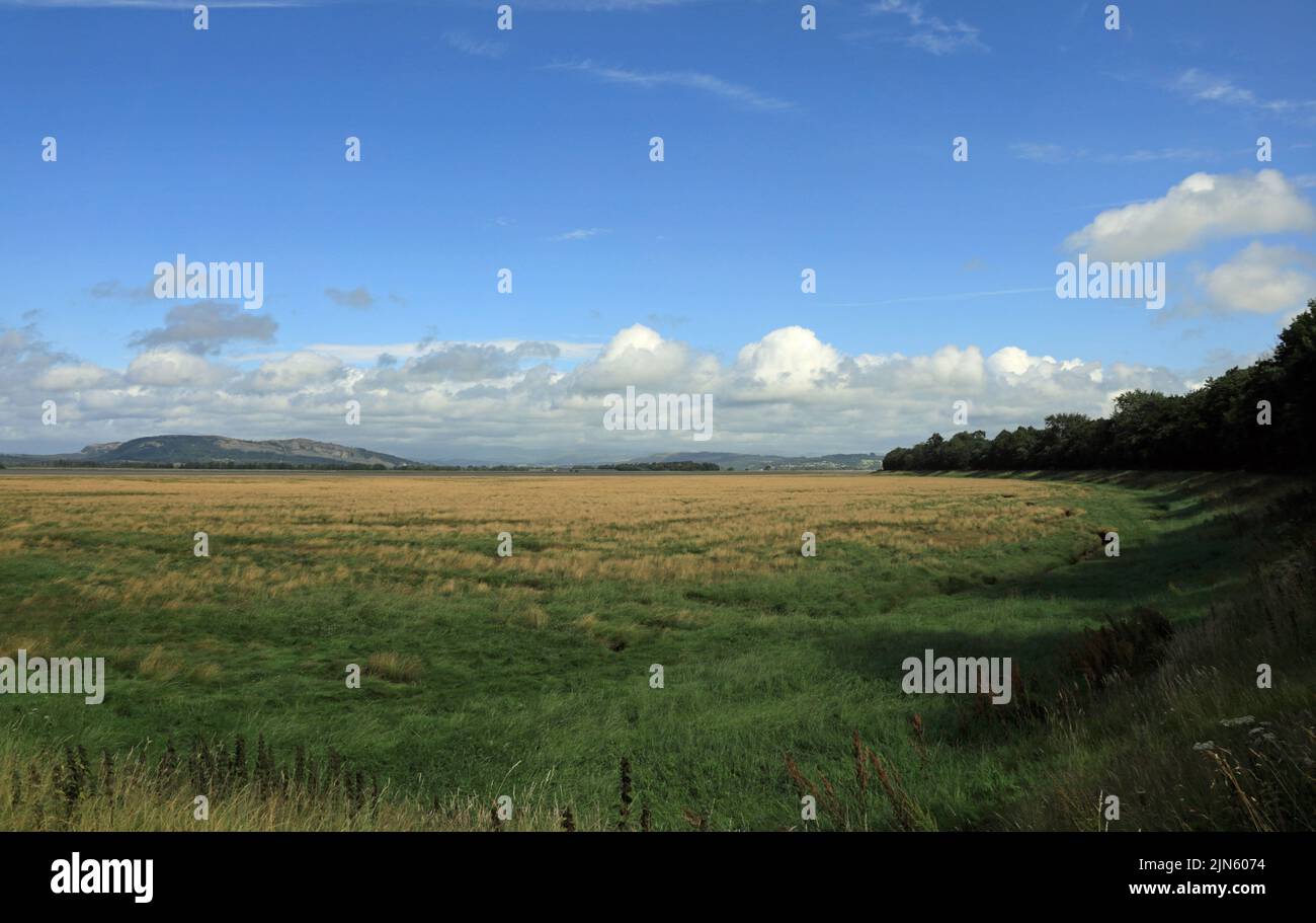 Salt marsh looking toward Milnthorpe Sands from near Carr Bank Arnside ...
