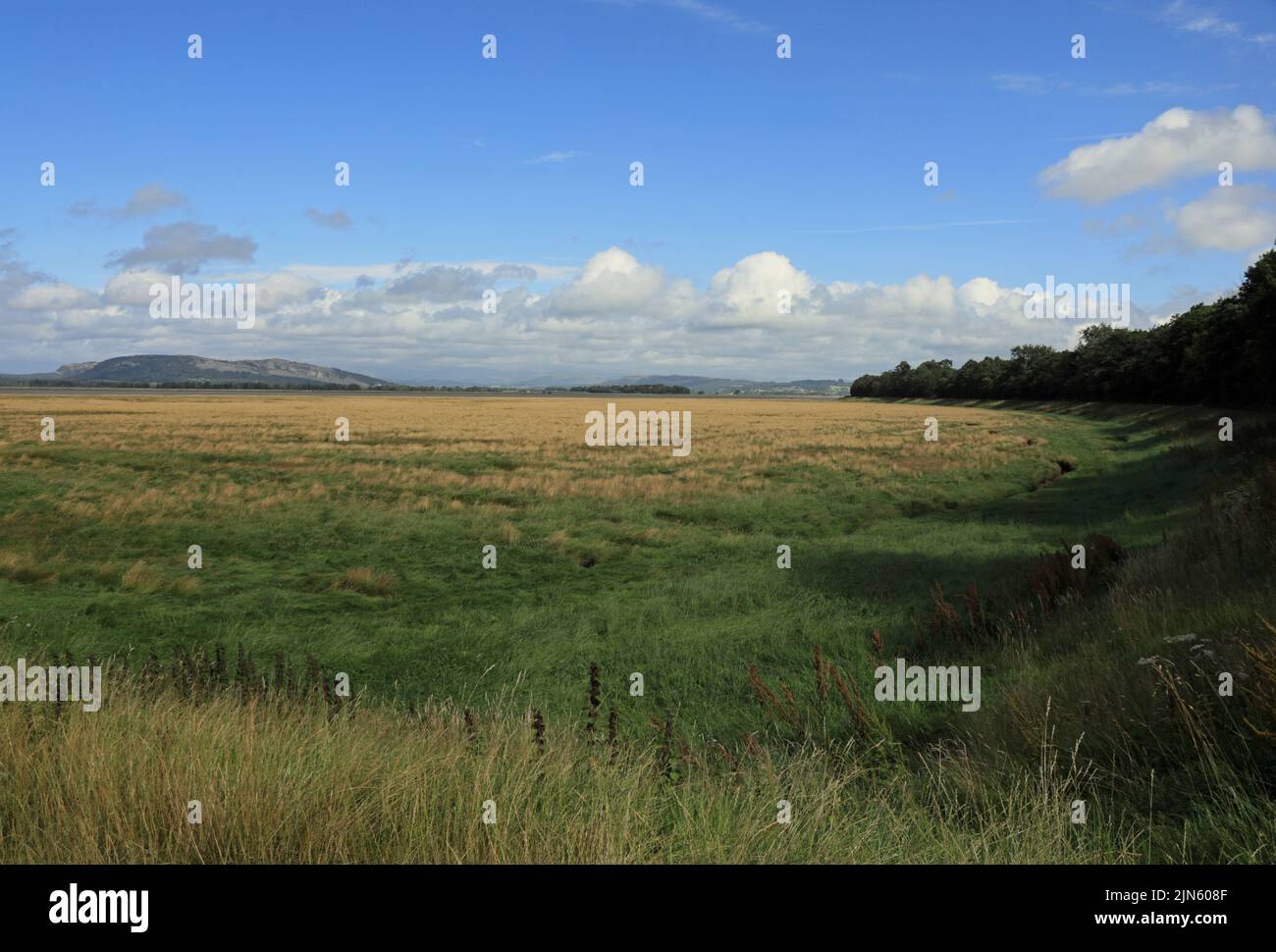 Salt marsh looking toward Milnthorpe Sands from near Carr Bank Arnside ...