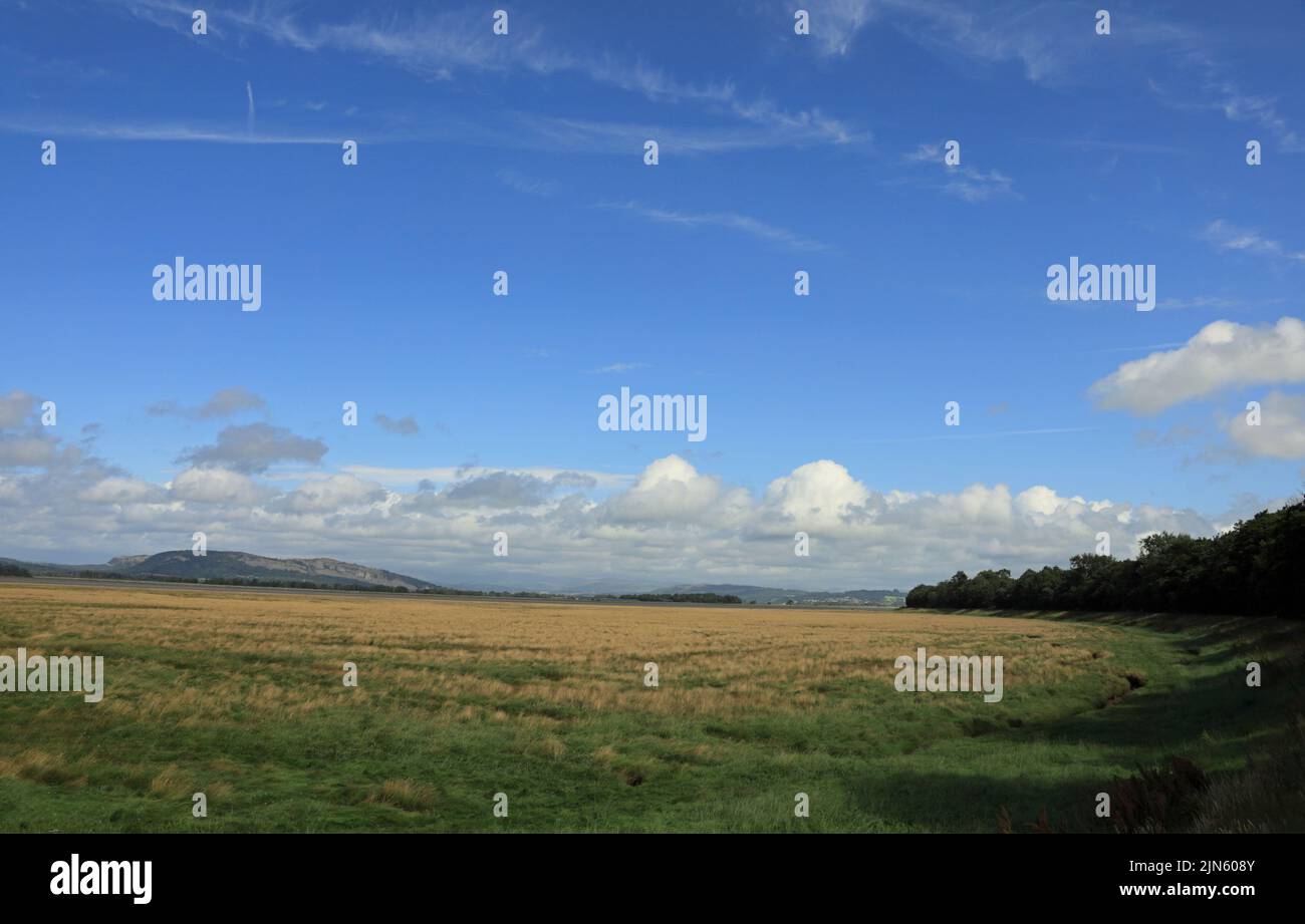 Salt marsh looking toward Milnthorpe Sands from near Carr Bank Arnside ...