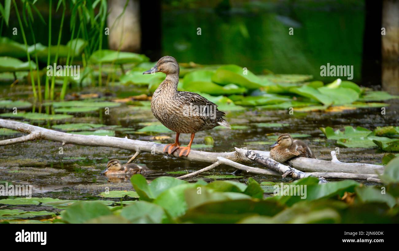 A wild duck with its ducklings in a swamp Stock Photo Alamy