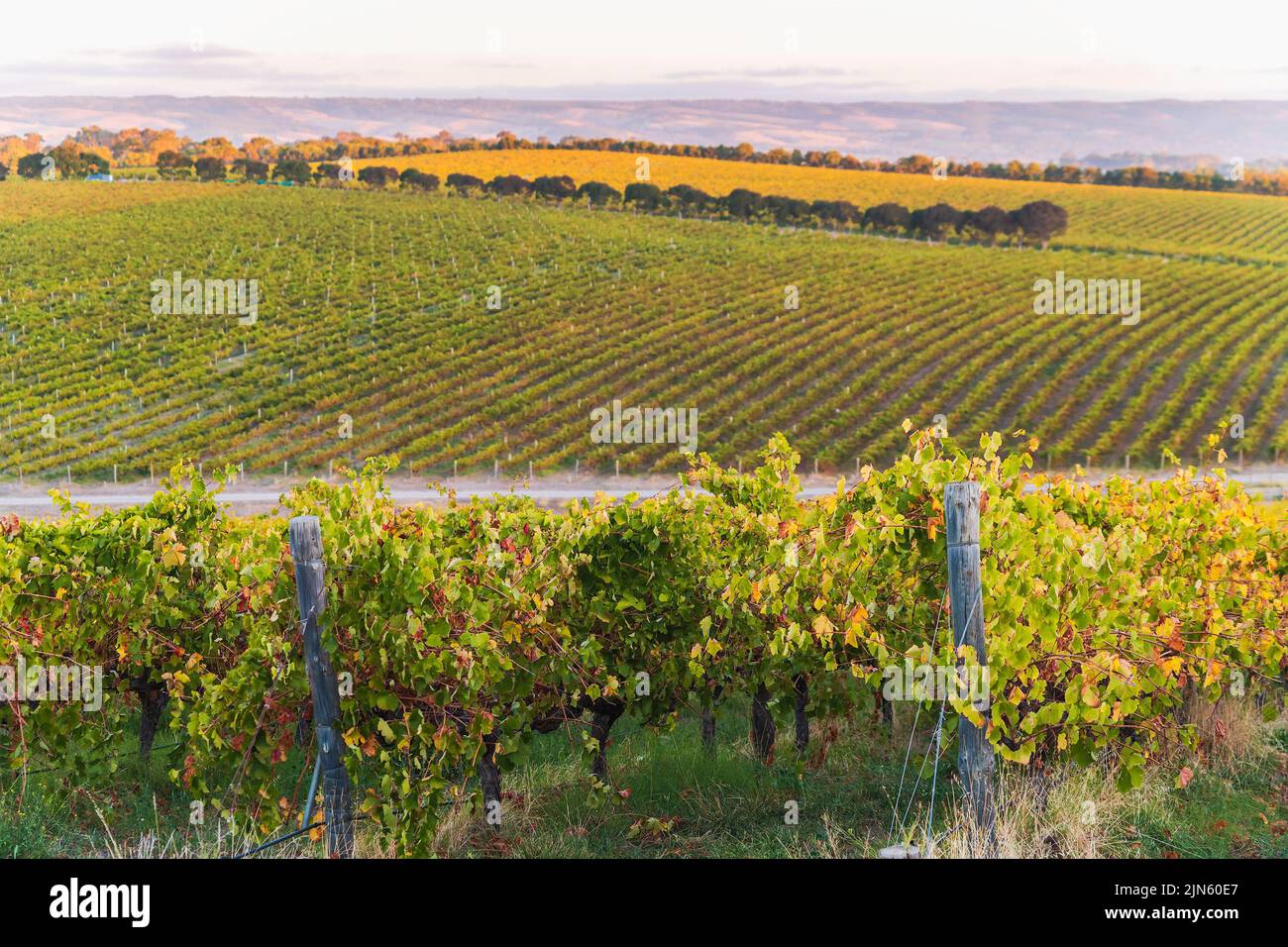 Vineyards in McLaren Vale at sunset, South Australia. Stock Photo