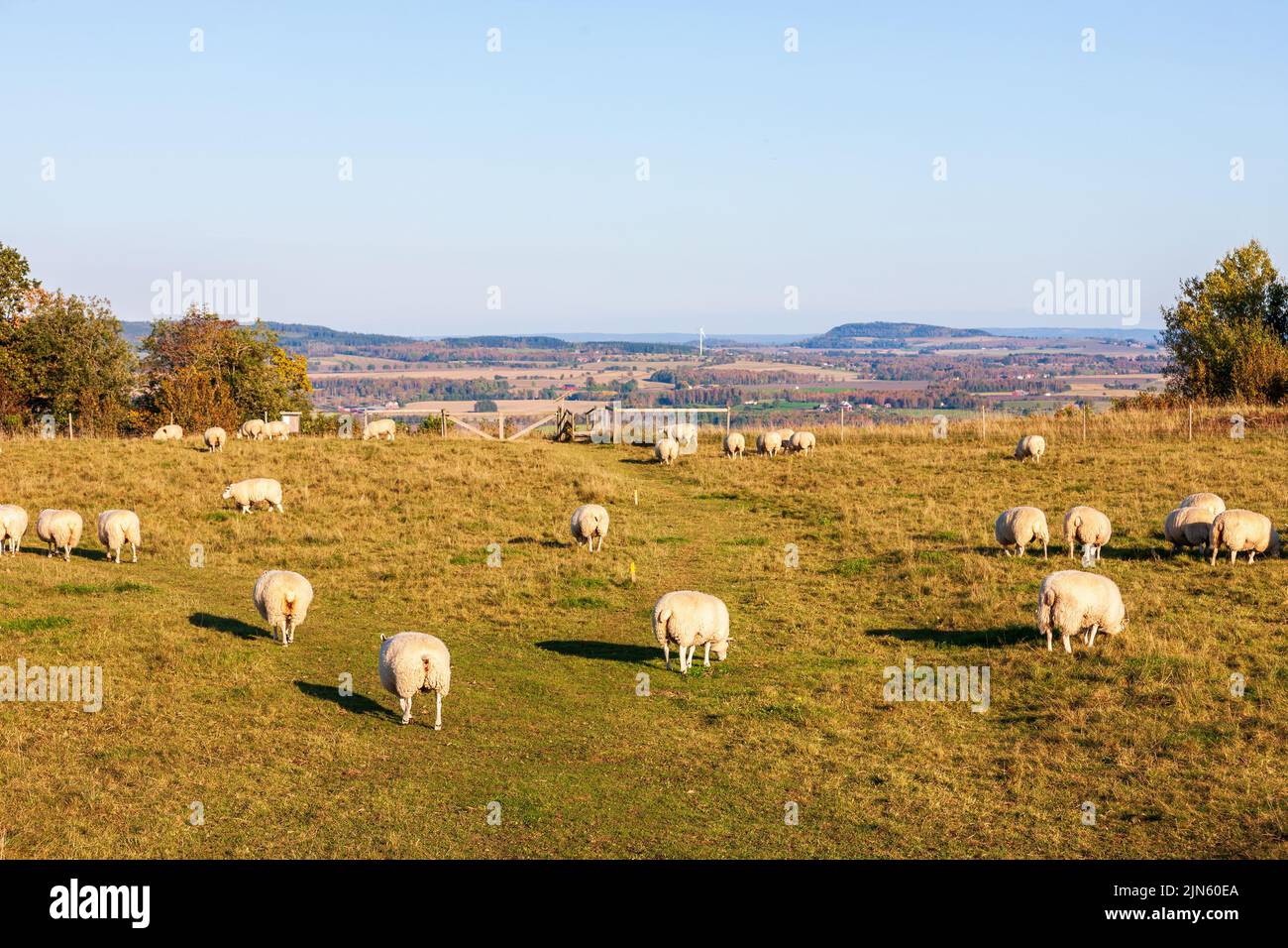 Flock of sheep on a meadow with a beautiful view Stock Photo - Alamy