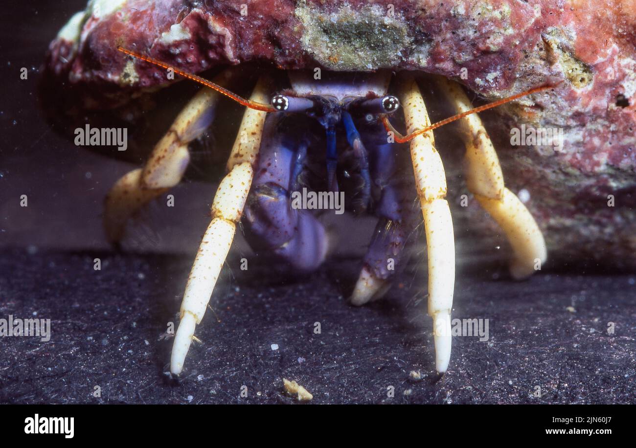 Unidentified hermit crab from the Indo-Pacific. Probably family Diogenidae. Stock Photo