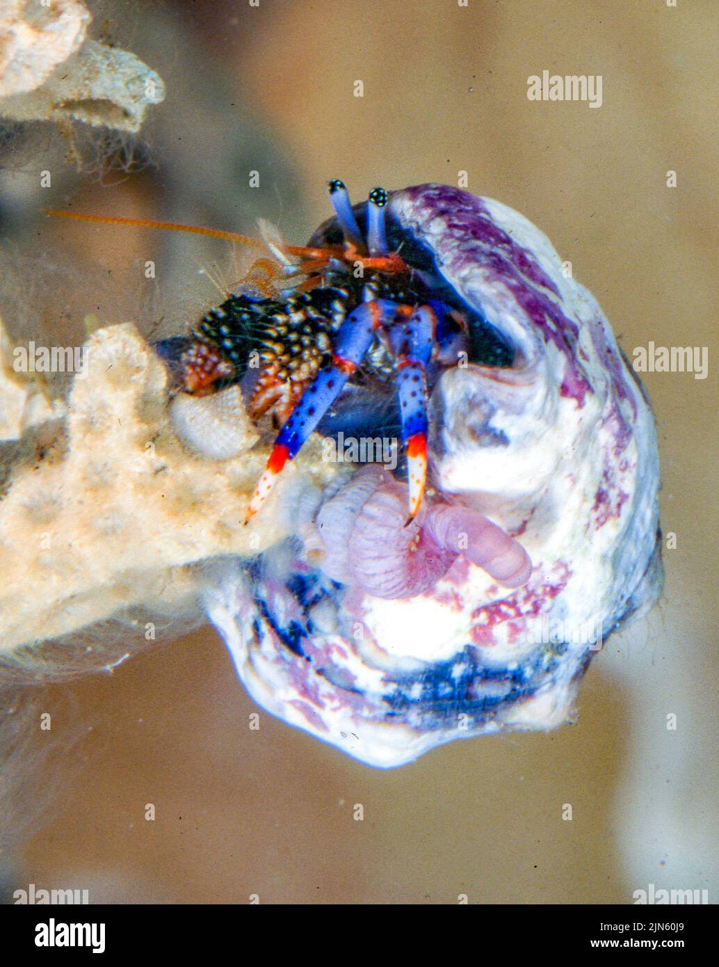 Blue-legged hermit crab (Clibanarius tricolor). Stock Photo