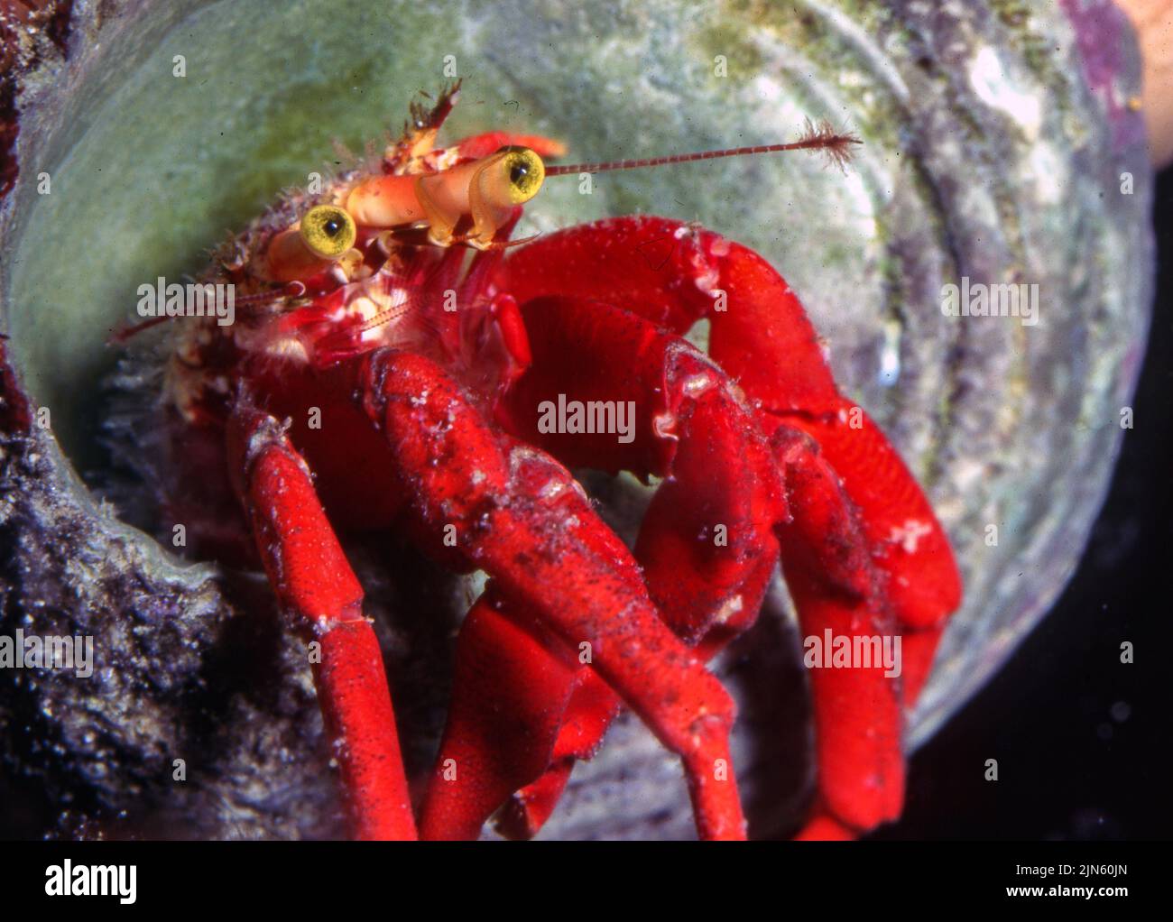 Red reef hermit crab (Paguristes cadenati). Stock Photo