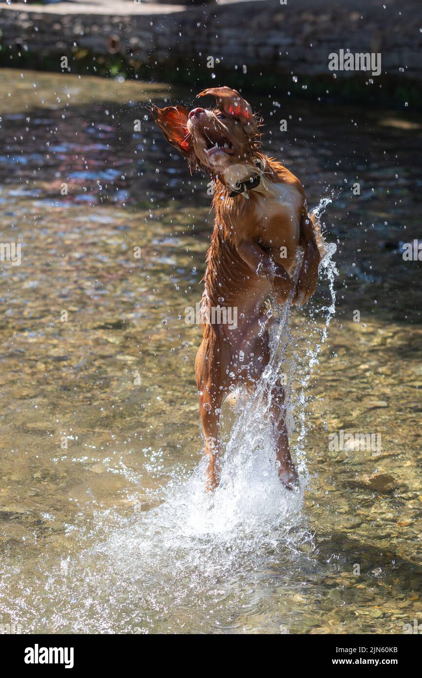 Bourton on the Water, Glocs, UK. 9th Aug, 2022. Torby, a two year old Cocker Spaniel has a splashing tim in the River Windrush in Bourton on the Water, Glocestershire, as temperatures are set to rise this coming week. Credit: Peter Lopeman/Alamy Live News Stock Photo