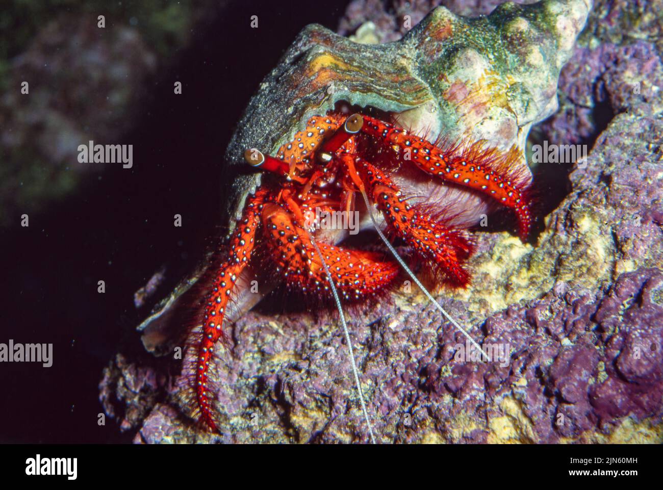 White-spotted hermit crab (Dardanus megistos). Stock Photo