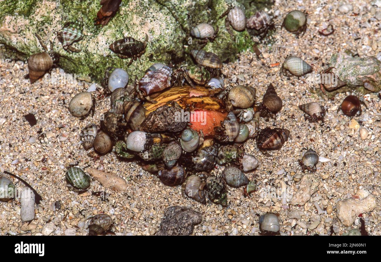 Land hermit crabs (Coenobita spp.) from the Philippines feeding on a decaying fruit. Stock Photo