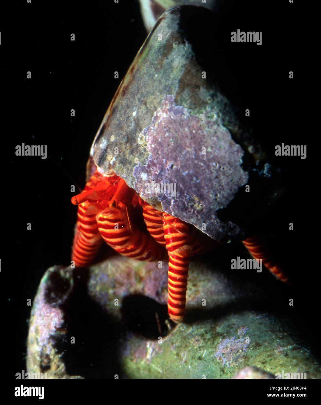 Halloween hermit crab (Ciliopagurus strigatus). Stock Photo
