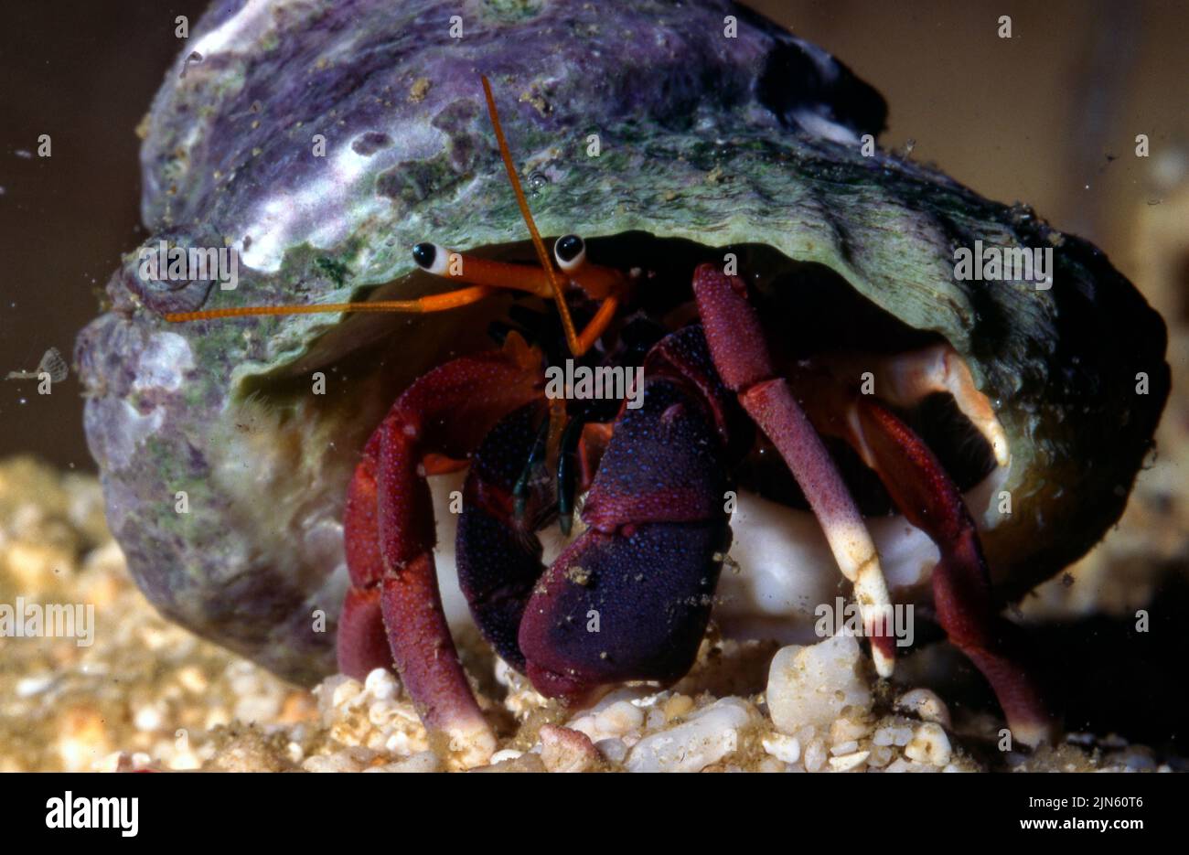 Orange claw hermit crab (Calcinus tibicen). Stock Photo