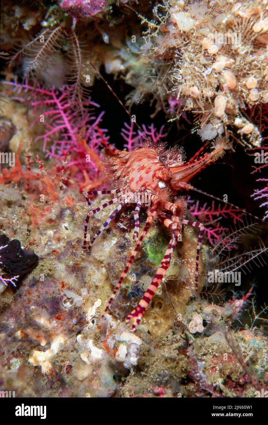Marbled shrimp (Saron sp., possible S. marmoratus) from Bunaken, North Sulawesi, Indonesia. Stock Photo