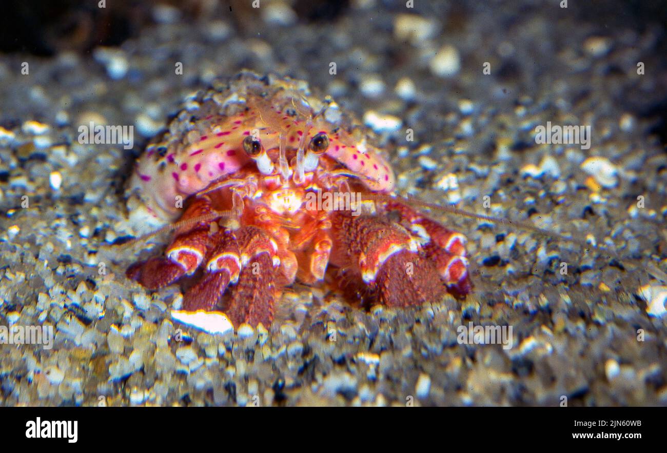 Prideauxæ's hermit crab (Pagurus prideaux) with cloak anemone (Adamsia palliata). Stock Photo