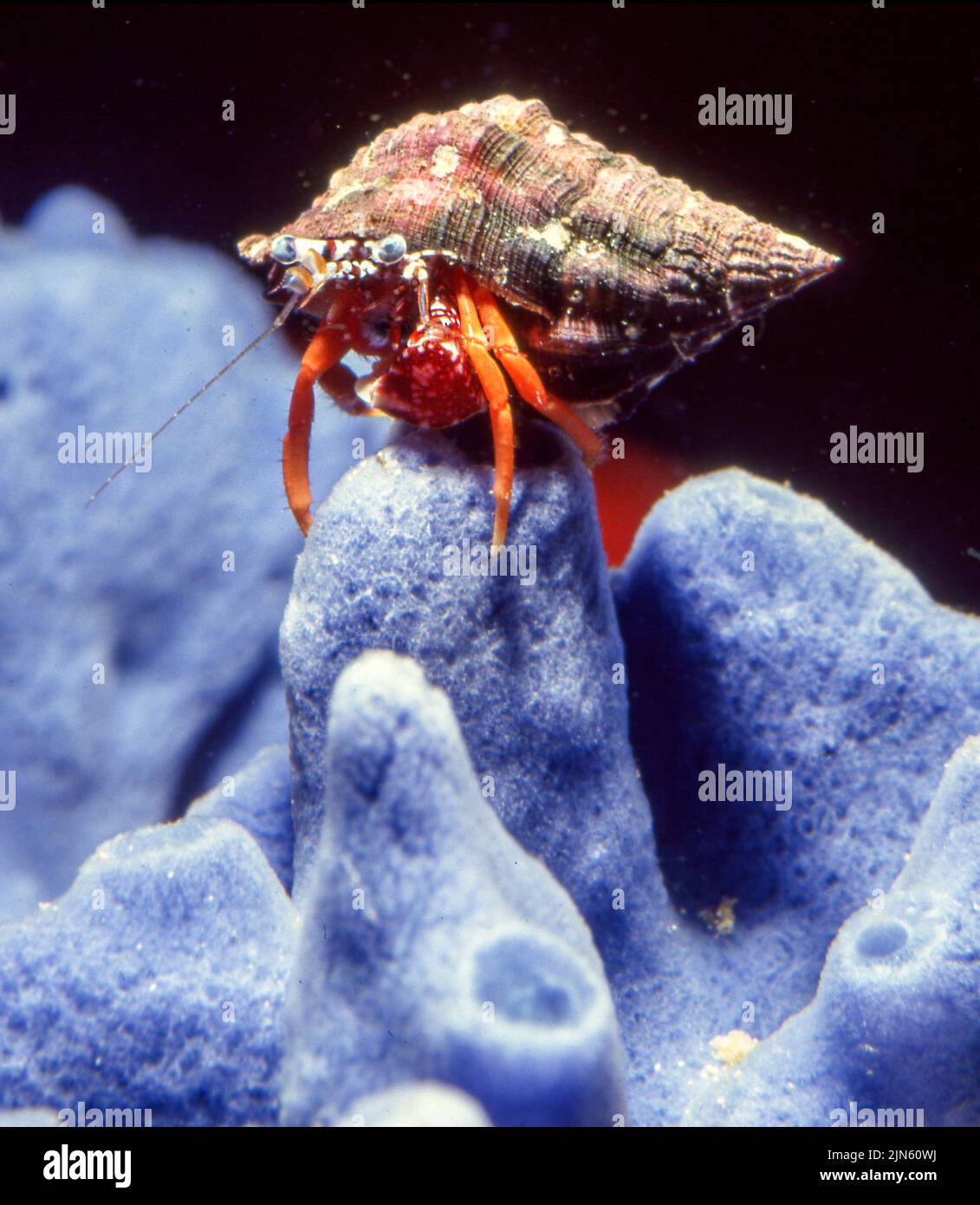 Polka-dottet hermit crab (Phomochirus opercularis) on a blue Xestodspongia sp. Stock Photo