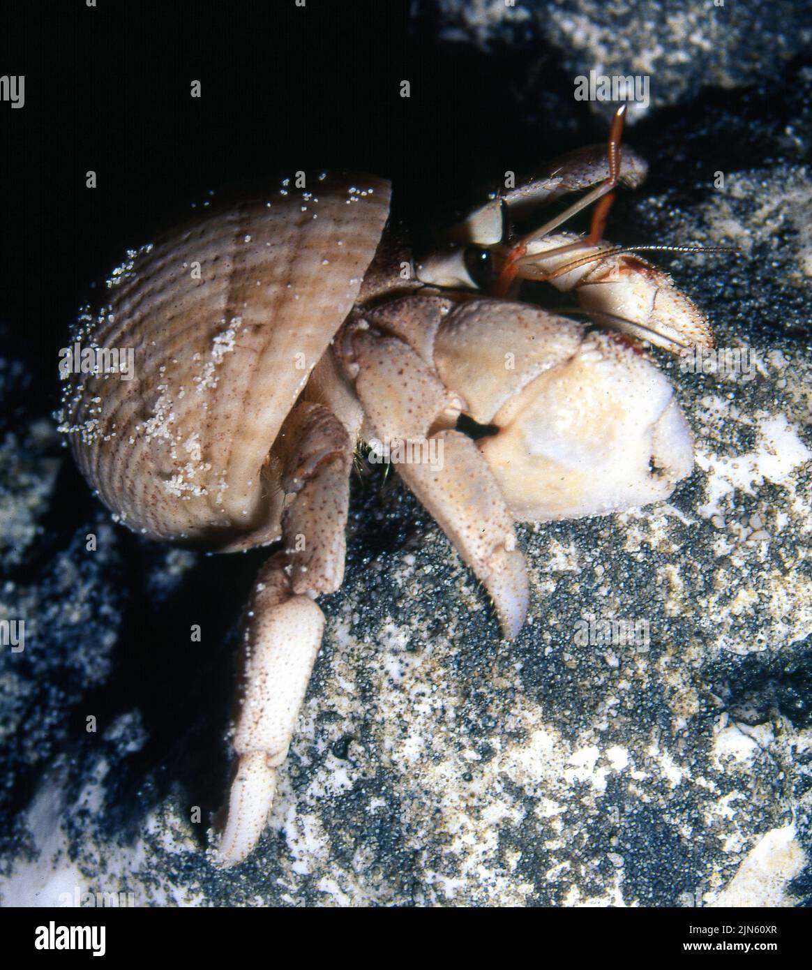 Terrestrial hermit crab (Coenobita sp., C. scaevola?) from the Maldives. Stock Photo