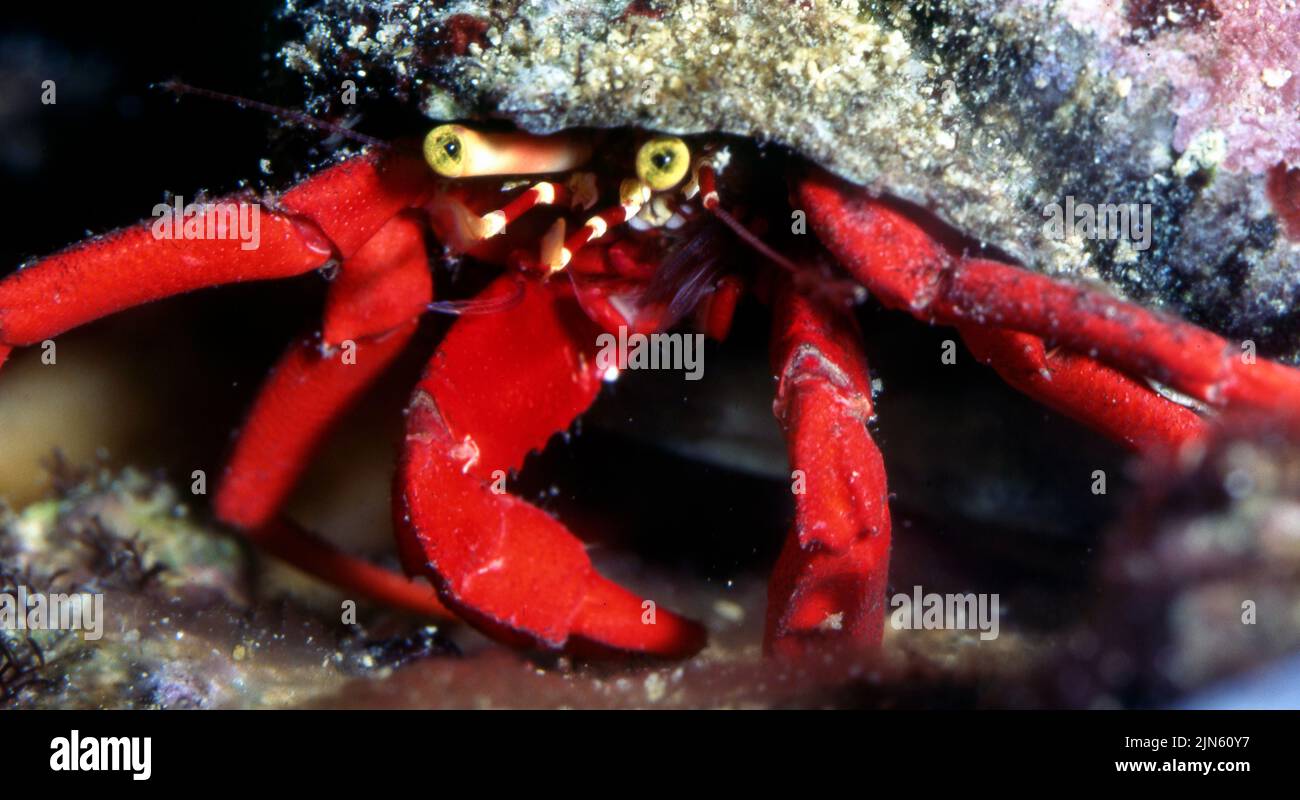 Red reef hermit crab (Paguristes cadenati). Stock Photo