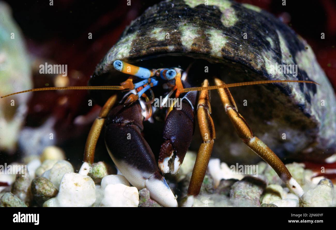 Blue-eyed hermit crab (Calcinus laevimanus) from the Philippines. Stock Photo