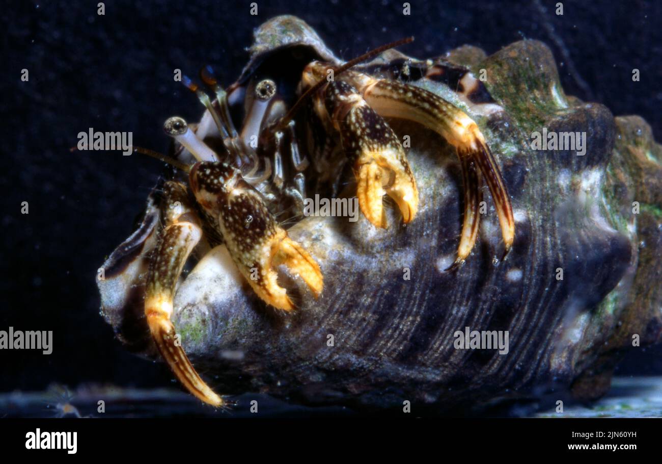 Hermit crab from the genus Clibanarius. Stock Photo
