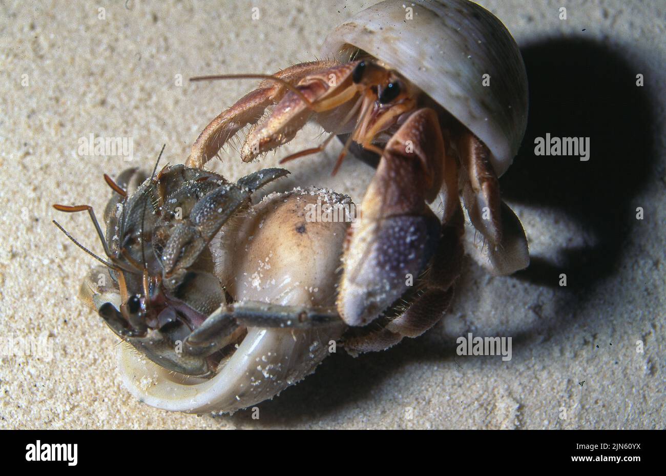Terrestrial hermit crabs (Coenobita sp., C. scaevola?) from the Maldives. Stock Photo