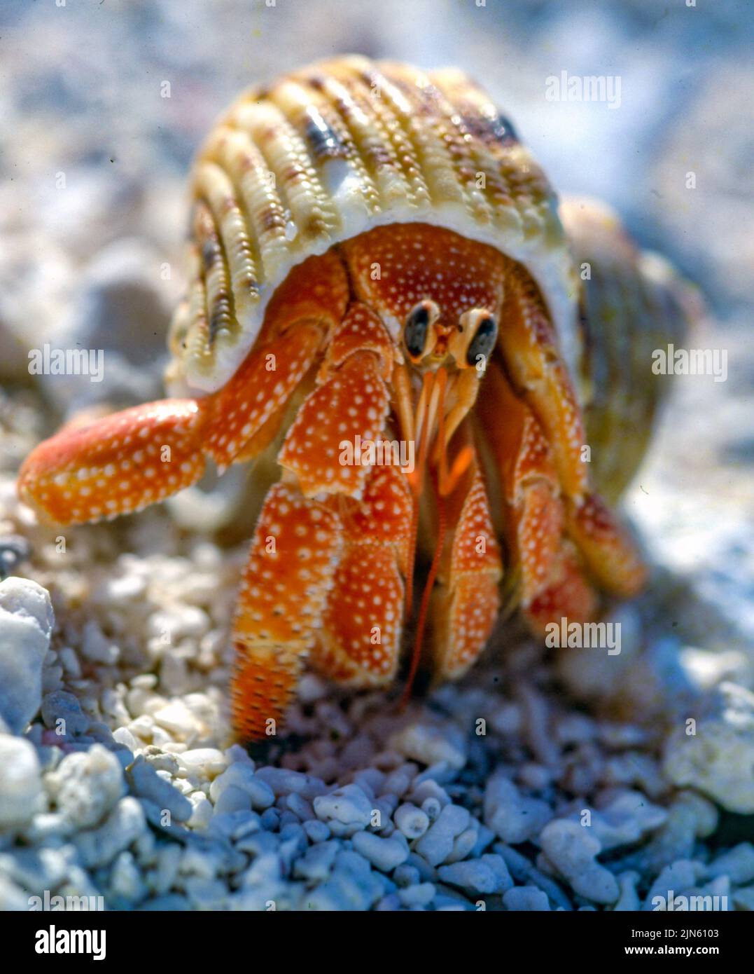Red land hermit crab (Coenobita perlatus) from Flinders Cay, the Coral Sea. Stock Photo