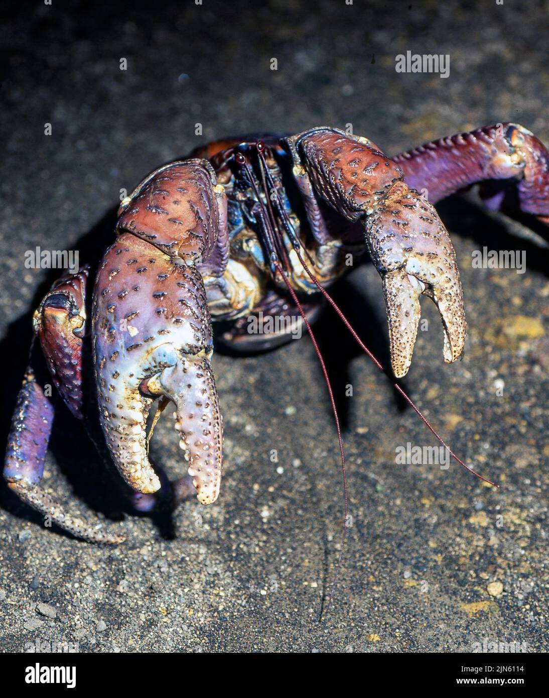 Coconut Crab (Birgus lato) from North Sulawesi, Indonesia. Stock Photo
