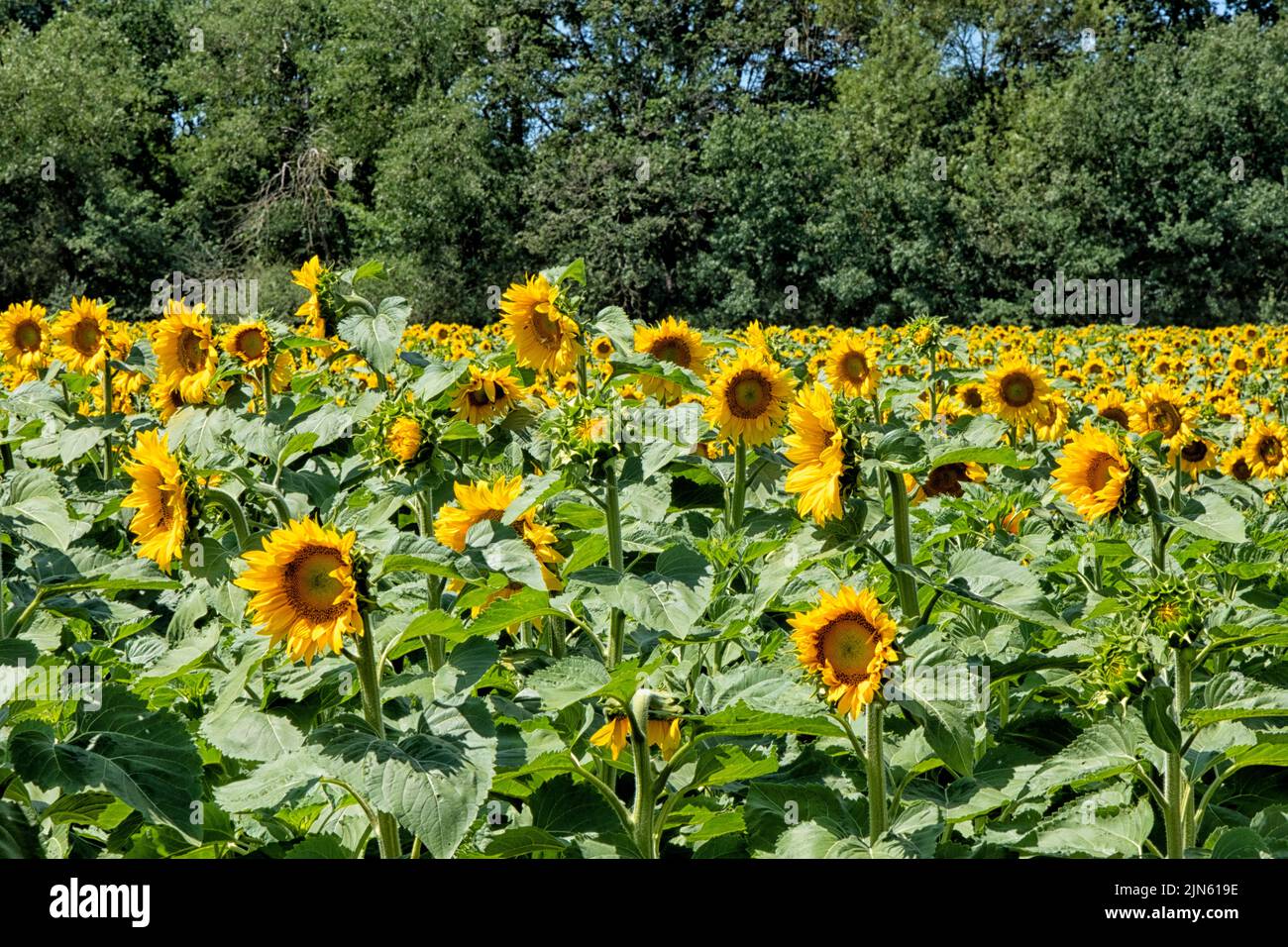Sunflower field in the Loire valley in France Stock Photo