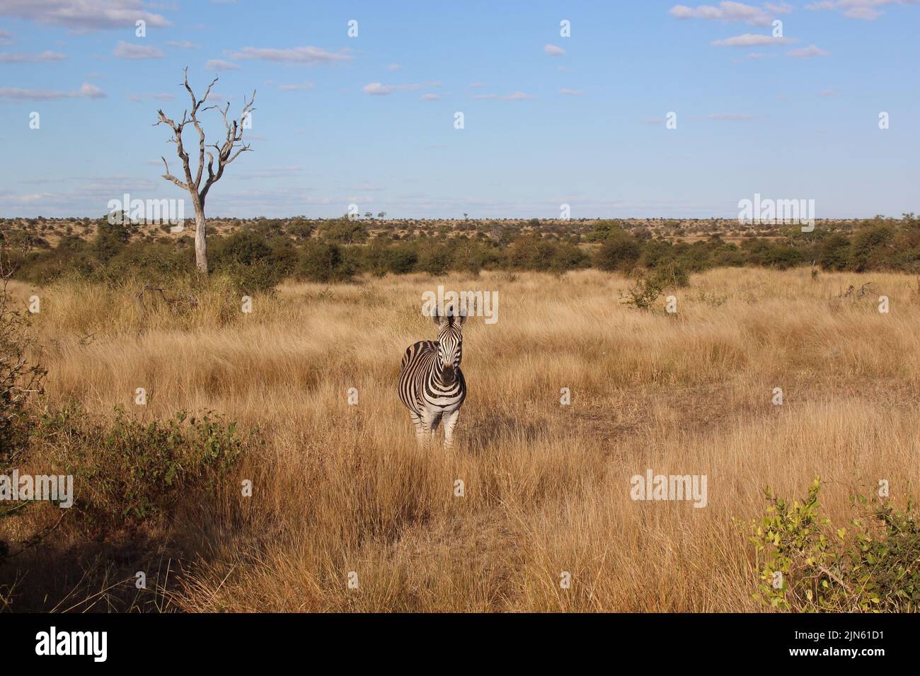 Steppenzebra / Burchell's zebra / Equus quagga burchellii Stock Photo ...